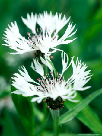 Centaurea Montana Alba (White Form Of Mountain Cornflower), Flowers by Pernilla Bergdahl Pricing Limited Edition Print image