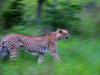 Cheetah, Walking, Malamala Game Reserve, South Africa by Roger De La Harpe Pricing Limited Edition Print image