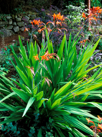 Crocosmia Paniculata, Portrait Of Flowers And Foliage by Lynn Keddie Pricing Limited Edition Print image