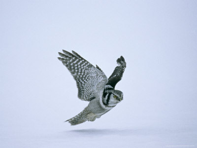 Hawk Owl, Hunting, Winter by David Tipling Pricing Limited Edition Print image