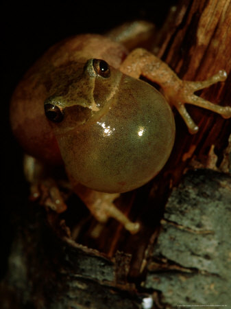 Spring Peeper, Calling, Usa by Gustav Verderber Pricing Limited Edition Print image