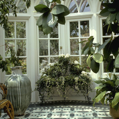 Interior Of Conservatory Large Ceramic Pot, Wrought Iron Plant Stand, Ficus, Surrey by Clive Boursnell Pricing Limited Edition Print image
