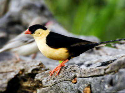 Shaft-Tailed Whydah, Perching On Log, Namibia by Ariadne Van Zandbergen Pricing Limited Edition Print image