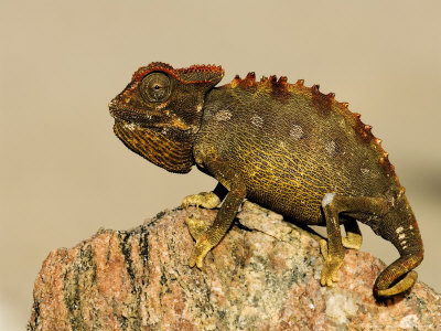 Namaqua Chameleon On Rock, Namibia by Ariadne Van Zandbergen Pricing Limited Edition Print image