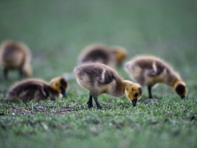 Baby Canada Geese, Branta Canadensis by Mark Newman Pricing Limited Edition Print image