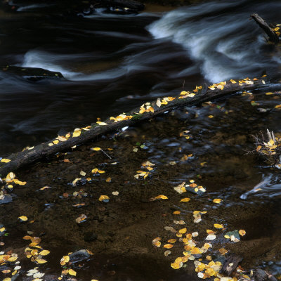 Fall Leaves Floating In River by Karl Neumann Pricing Limited Edition Print image
