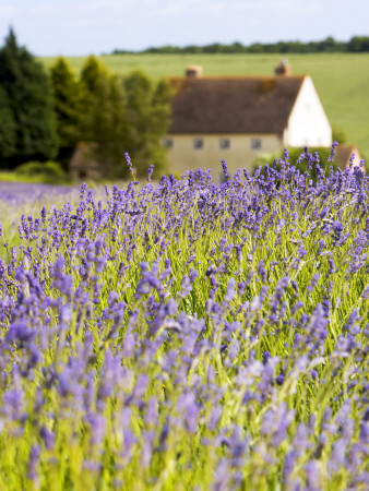 Farmhouse In Field Of Lavender On A Summer Day by Gavin Gough Pricing Limited Edition Print image