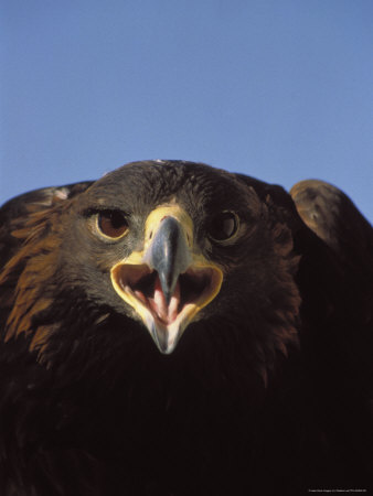 Portrait Of Golden Eagle by Weldon Lee Pricing Limited Edition Print image