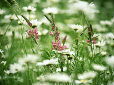 Leucananthemum Vulgare (Ox Eye Daisy) And Pink Baptisia by Fiona Mcleod Pricing Limited Edition Print image