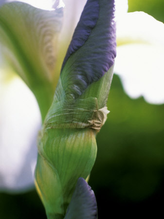 Iris, Close-Up Of Unfolding Purple And White Flower by Fiona Mcleod Pricing Limited Edition Print image