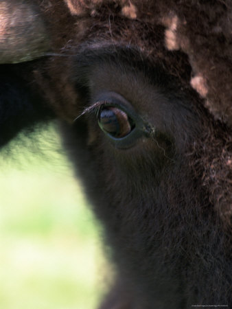 Close-Up Of American Bison by Donald Higgs Pricing Limited Edition Print image