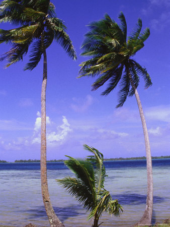 Palm Trees, Bora Bora, Tahiti by Scott Christopher Pricing Limited Edition Print image