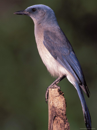 Mexican Jay Standing On A Tree Stump by Fogstock Llc Pricing Limited Edition Print image