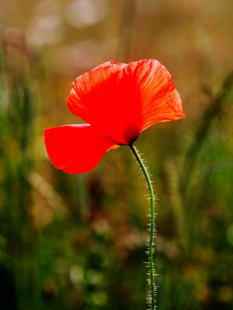 Common Poppy, West Berkshire, Uk by Philip Tull Pricing Limited Edition Print image