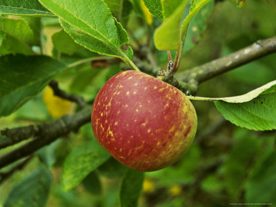 Apple Blenheim Orange September by Michael Howes Pricing Limited Edition Print image