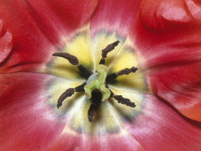 Close-Up View Of Tulip by Jules Cowan Pricing Limited Edition Print image
