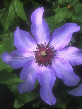 Clematis Blue Ravine (Lilac/ Patens Group) by Mark Bolton Pricing Limited Edition Print image
