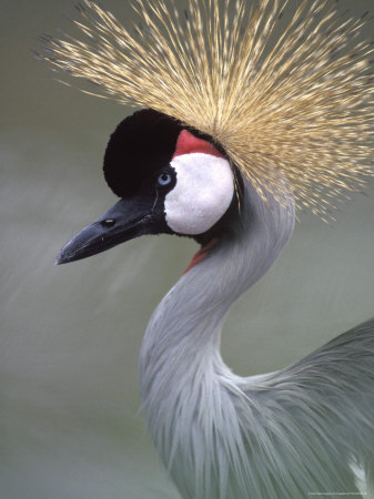 Crane by Fogstock Llc Pricing Limited Edition Print image