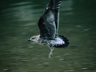 Young Black-Back Gull Or Karoro (Larus Dominicanus), New Zealand by Jon Davison Pricing Limited Edition Print image