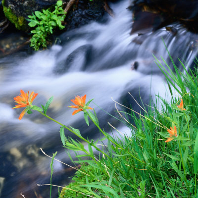 Stream And Indian Paintbrush(Castilleja Linariaefolia) Flowers In The Sierra Nevada, Usa by Wes Walker Pricing Limited Edition Print image