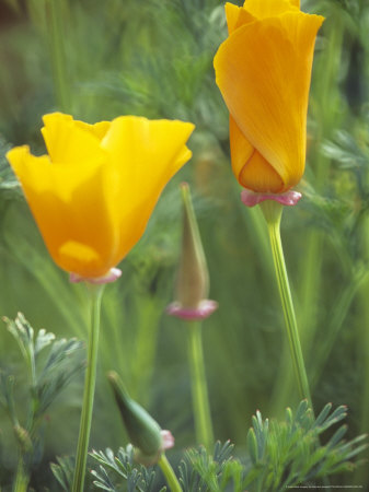 Eschscholzia Californica (California Poppy) by Hemant Jariwala Pricing Limited Edition Print image