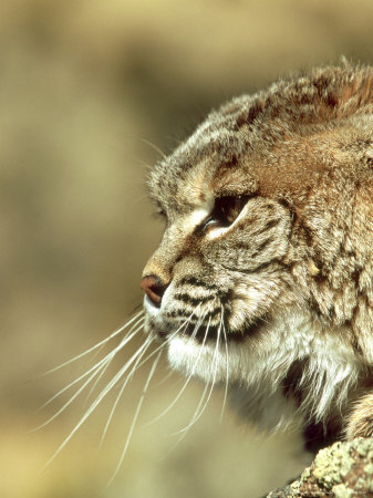 Bobcat, Montana, Usa by Daybreak Imagery Pricing Limited Edition Print image