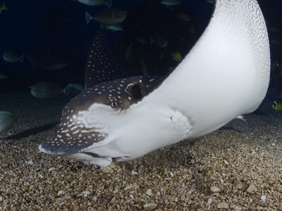 Spotted Eagle Rays, Hawaii by David B. Fleetham Pricing Limited Edition Print image