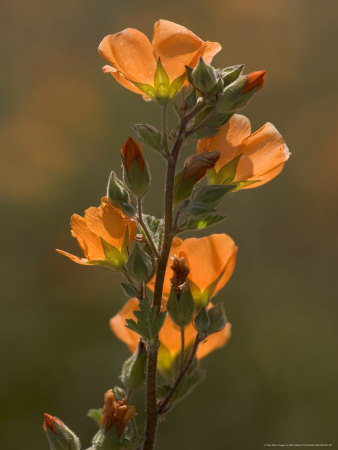 Sphaeralcea Ambigua, Or Desert Mallow, Common Desert Plant, Usa by Bob Gibbons Pricing Limited Edition Print image