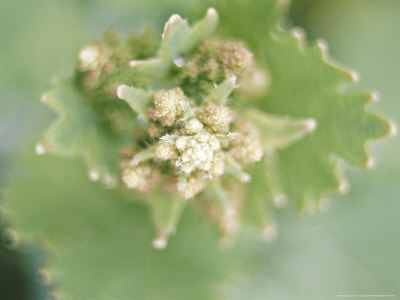 Macleaya (Plume Poppy) Closeup by Fran Harper Pricing Limited Edition Print image
