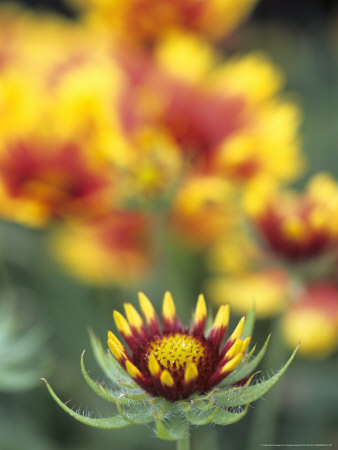 Gaillardia Grandiflora Goblin (Blanket Flower), An Opening Red Bicolour Flower With Coloured Tips by Hemant Jariwala Pricing Limited Edition Print image