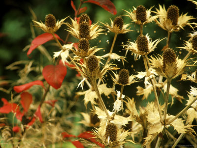 Eryngium Giganteum (Giant Sea Holly) And Euonymous Europaeus (Common Spindle) by Fiona Mcleod Pricing Limited Edition Print image