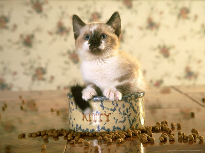 Siamese Kitten Sitting In Food Dish by Alan And Sandy Carey Pricing Limited Edition Print image