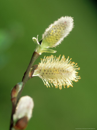 Willow, Catkins, Portugal by Paulo De Oliveira Pricing Limited Edition Print image