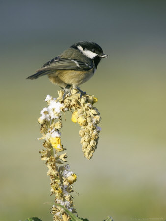 Coal Tit, Perched On Mullein In Winter, Scotland by Mark Hamblin Pricing Limited Edition Print image