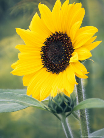 Helianthus Annus Moonwalker (Sunflower) by Hemant Jariwala Pricing Limited Edition Print image