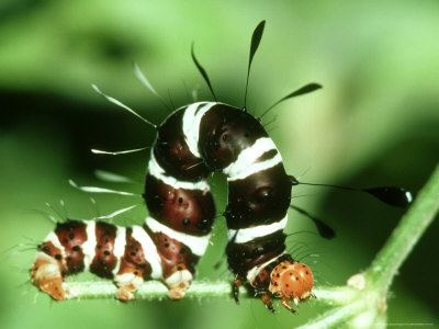 Moth Larva, Savannah, S. Africa by Michael Fogden Pricing Limited Edition Print image