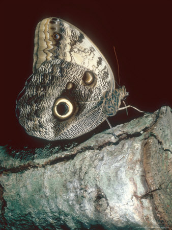 Owl Butterfly, Costa Rica by Bob Fredrick Pricing Limited Edition Print image