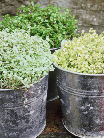 Soleirolia Soleirolii In Metal Pots by Andrew Lord Pricing Limited Edition Print image