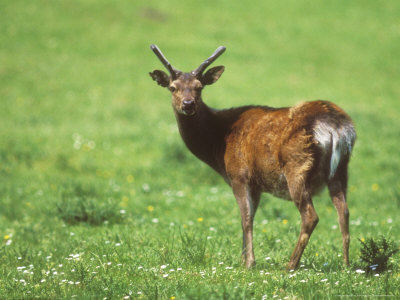 Sika Deer, Buck In Velvet by David Boag Pricing Limited Edition Print image