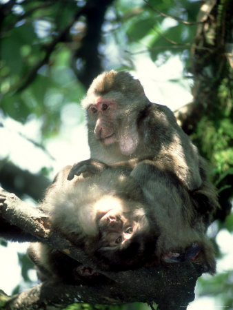 Tibetan Macaque, Grooming, China by Patricio Robles Gil Pricing Limited Edition Print image