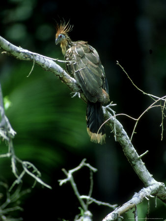 Hoatzin On Branch, Peru by Patricio Robles Gil Pricing Limited Edition Print image