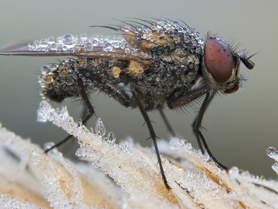 Male Anthomyiid Fly On Dry Grass Covered In Frost by John Hallmen Pricing Limited Edition Print image