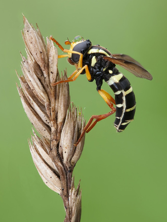 Hoverfly (Xanthogramma Citrofasciatum), Syrphidae by John Hallmen Pricing Limited Edition Print image