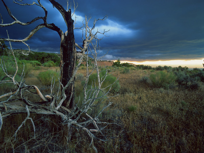 Dead Juniper And Storm Clouds, Colorado, Usa by Robert Kurtzman Pricing Limited Edition Print image