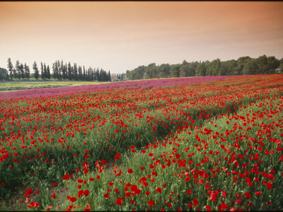 Farming Poppies On A Kibbutz by Richard Nowitz Pricing Limited Edition Print image