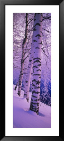 Birch Trees At The Frozen Riverside, Vuoksi River, Imatra, Finland by Panoramic Images Pricing Limited Edition Print image