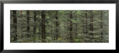Trees In A Forest, Spruce Forest, Joutseno, Finland by Panoramic Images Pricing Limited Edition Print image