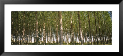 Trees In A Forest, Washington, Usa by Panoramic Images Pricing Limited Edition Print image
