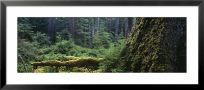 Moss On A Tree Trunk, British Columbia, Canada by Panoramic Images Pricing Limited Edition Print image