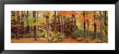 Autumn Trees In A Forest, Chestnut Ridge Park, New York, Usa by Panoramic Images Pricing Limited Edition Print image